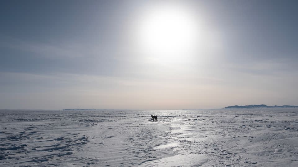 A sheep stands in a field amid extremely cold weather in Bayanmunkh, in Mongolia's Khentii Province on February 22, 2024. - Byambasuren Byamba-Ochir/AFP/Getty Images