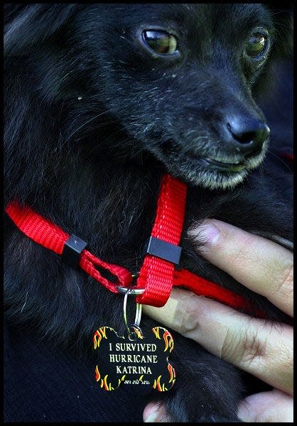 One of the many pets rescued in Mississippi following Hurricane Katrina in 2005. That disaster spurred the creation of AKC Pet Disaster Relief’s emergency response trailers.