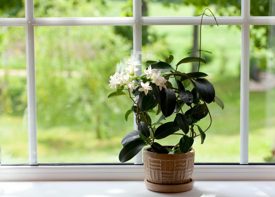 indoor jasmine plant on windowsill