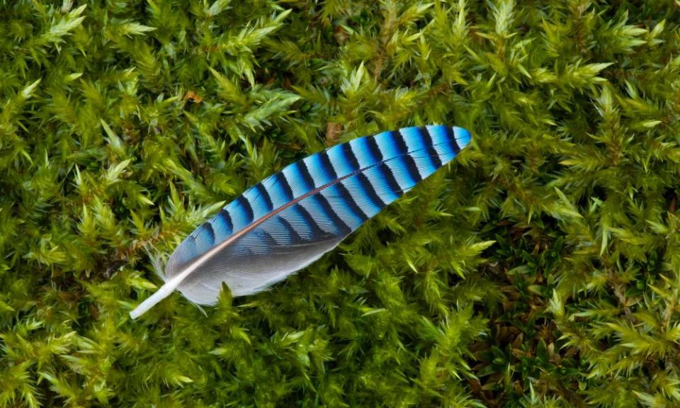 A jay feather