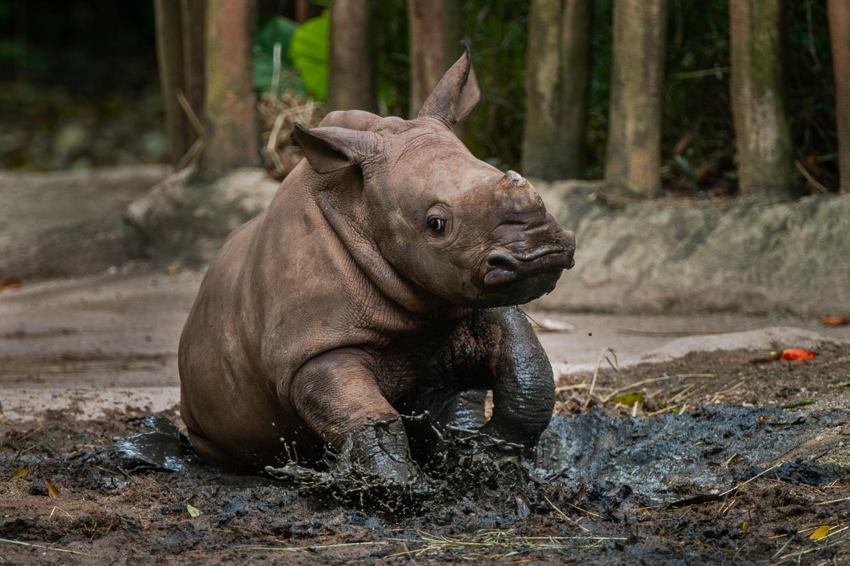 Singapore Zoo’s 24th rhinoceros calf has been named Dalia, after the Swahili word for gentle and tender. (PHOTO: Wildlife Reserves Singapore)