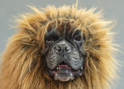 <p>A boxer dog dressed a a lion waits before a performance during an international dog and cat exhibition in Erfurt, Germany, June 16, 2018. (Photo: Jens Meyer/AP) </p>