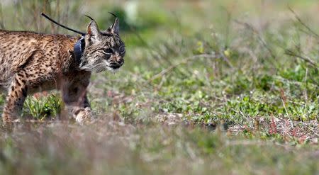 An Iberian lynx, a feline in danger of extinction, is seen after being released as part of the European project Life Iberlince to recover this species in Donana National Park, southern Spain, February 15, 2016. REUTERS/Marcelo del Pozo/File Photo