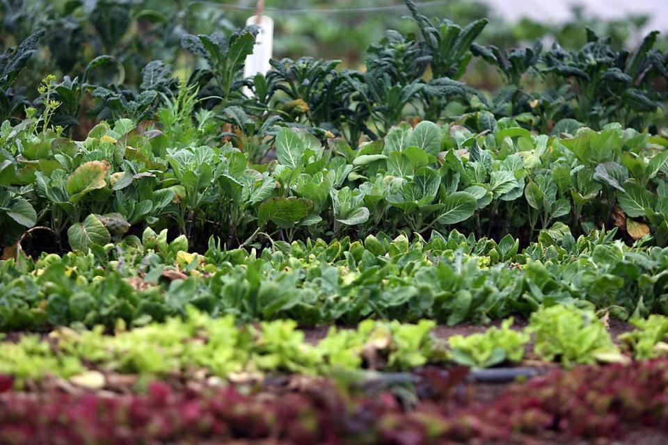 Green, leafy vegetables such as kale, lettuce and cabbage are fairly easy to grow in the shade, and can provide a lot of food for a little investment.