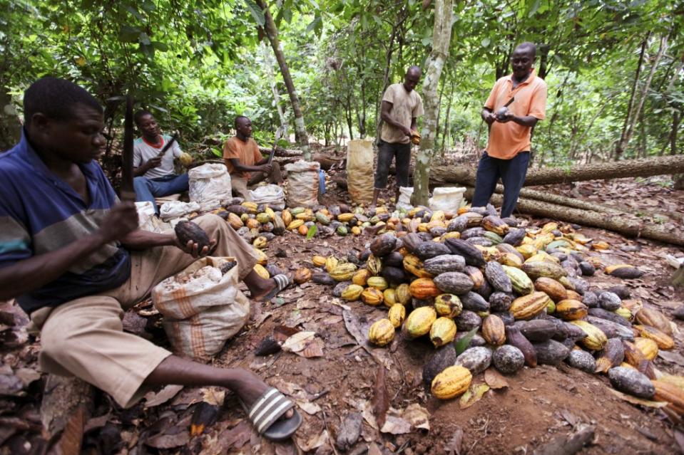 Farmers separate infected cocoa beans from a pile at a farm in San Pedro, western Ivory Coast. REUTERS