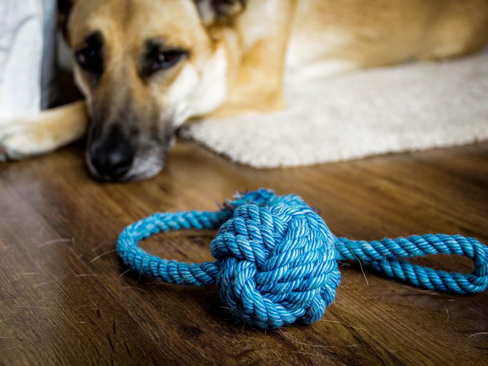 dog toy