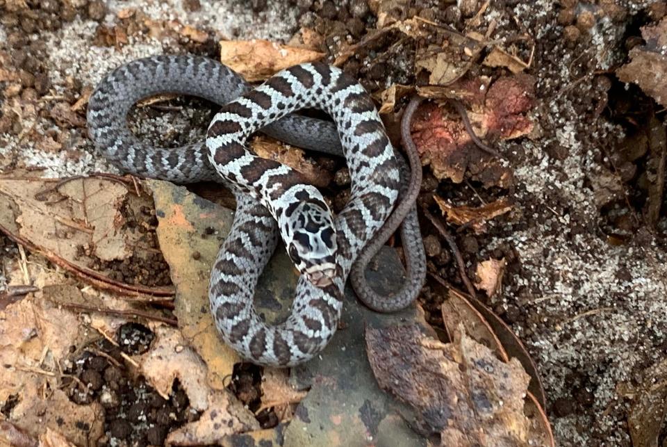 Baby black racer snakes emerge from their eggs on Sunday, Aug. 9, 2020, at a home in Navarre.