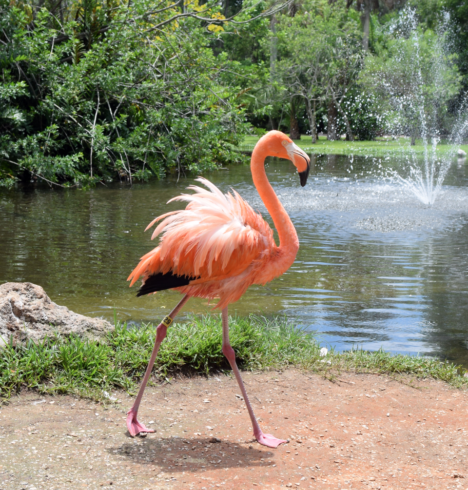 Sarasota Jungle Gardens is home to more than 200 native and exotic animals, including its famed pink flamingos.