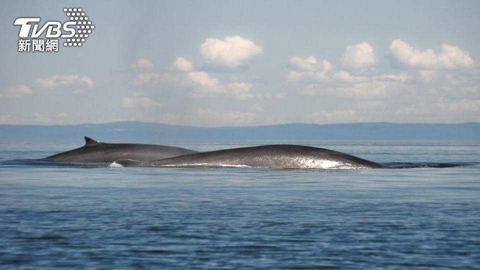 日專家判斷死掉的應是全球第二大的長鬚鯨。（示意圖／shutterstock 達志影像）