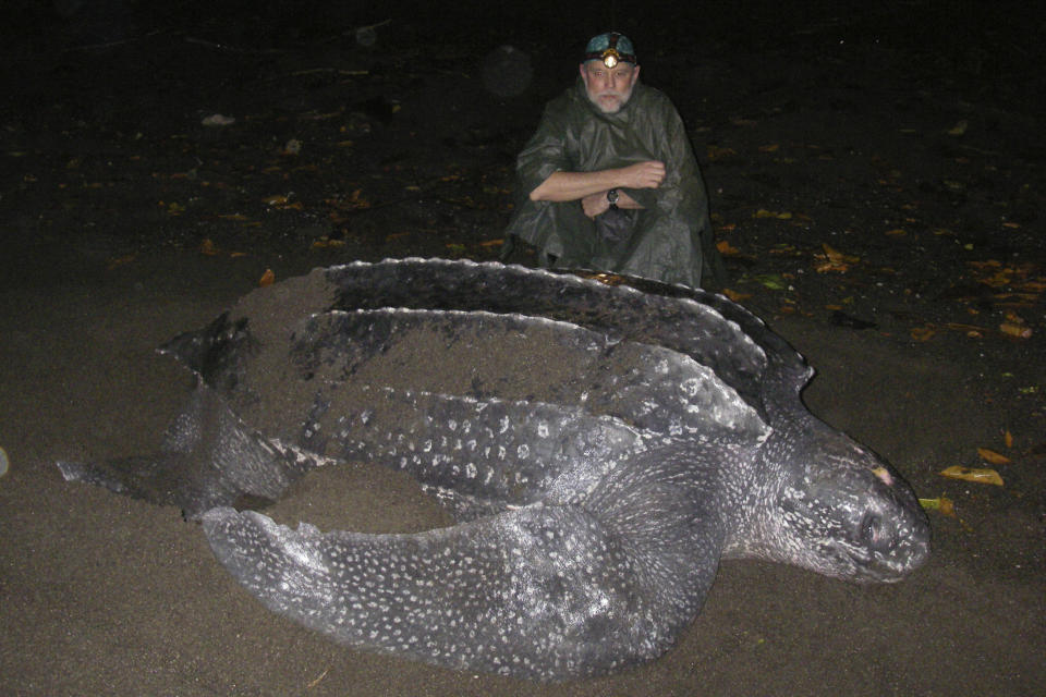 In this December 2006 photo provided by Karin Forney, is Scott Benson, an ecologist and leatherback turtle expert with the National Oceanic and Atmospheric Administration Fisheries Service, posing with a female western Pacific leatherback turtle on a nesting beach on Santa Isabel Island in the Solomon Islands. All seven distinct populations of leatherbacks in the world are troubled, but a new study shows an 80% population drop in just 30 years for one extraordinary sub-group that migrates 7,000 miles across the Pacific Ocean to feed on jellyfish in cold waters off California. Scientists say international fishing and the harvest of eggs from nesting beaches in the western Pacific are to blame. (Karin Forney via AP)