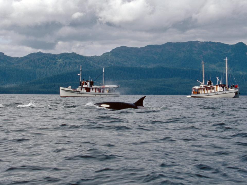 The fin and head of a killer whale surface on the foreground between two small boats with forested mountains behind them.