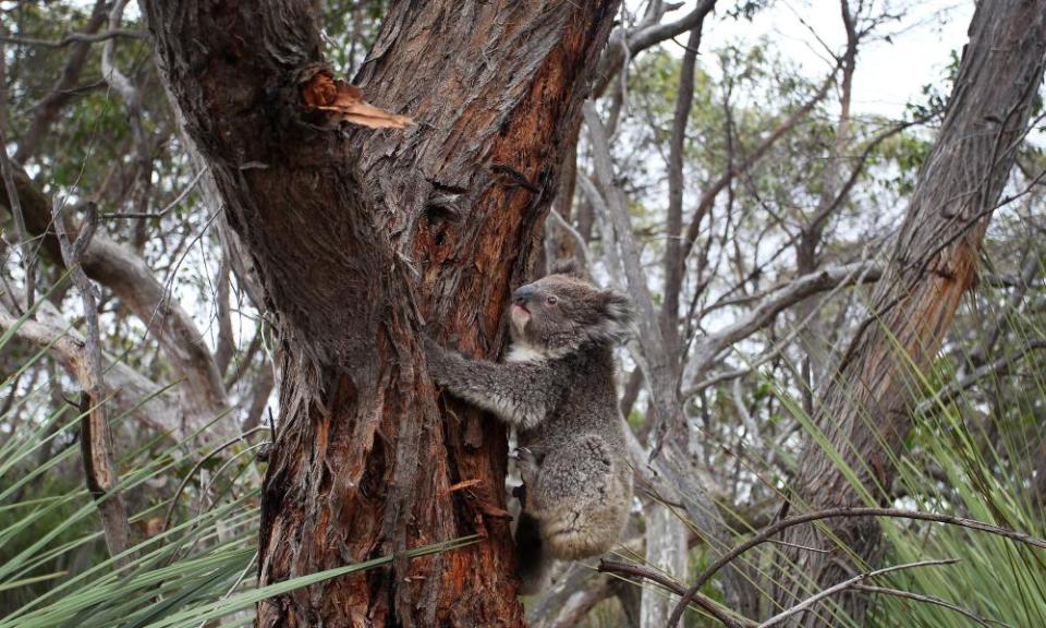 <span>Photograph: Lisa Maree Williams/Getty Images</span>