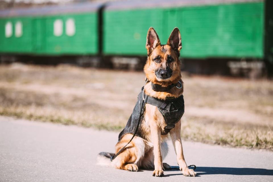 Es hat schon seinen Grund, warum der Deutsche Schäferhund häufig als Polizeihund eingesetzt wird: Er ist arbeitswillig, selbstsicher und klug. Außerdem ist der Schäferhund eine der ältesten Hunderassen Deutschlands und erfreut sich nach wie vor großer Beliebtheit. (Bild: iStock / bruev)