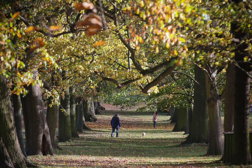 A dog walker pictured between the trees at Wollaton Park.