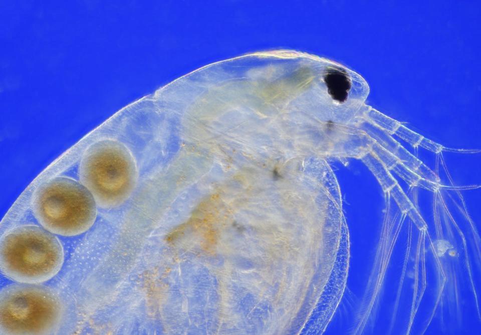 A female freshwater water flea (<em>Daphnia magna</em>) carrying parthenogenetic eggs. <a href="https://www.gettyimages.com/detail/photo/microscopic-view-of-freshwater-water-flea-royalty-free-image/841300586" rel="nofollow noopener" target="_blank" data-ylk="slk:buccaneership/iStock via Getty Images Plus;elm:context_link;itc:0;sec:content-canvas" class="link ">buccaneership/iStock via Getty Images Plus</a>