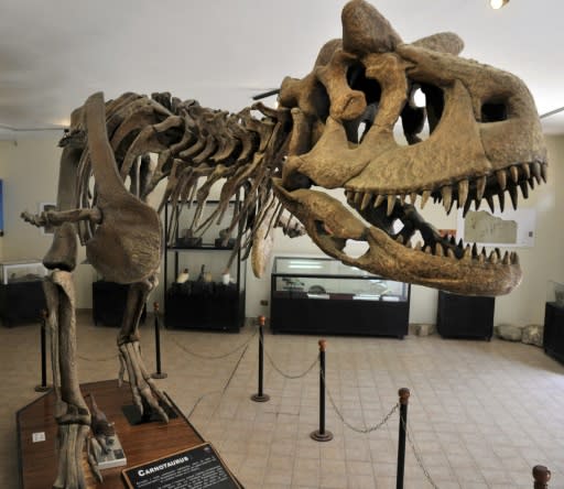 Una réplica del esqueleto de un dinosaurio en el Parque Cretácico Cal Orcko en Sucre (Bolivia), el 17 de septiembre de 2014 (AFP/Archivos | Aizar Raldes)