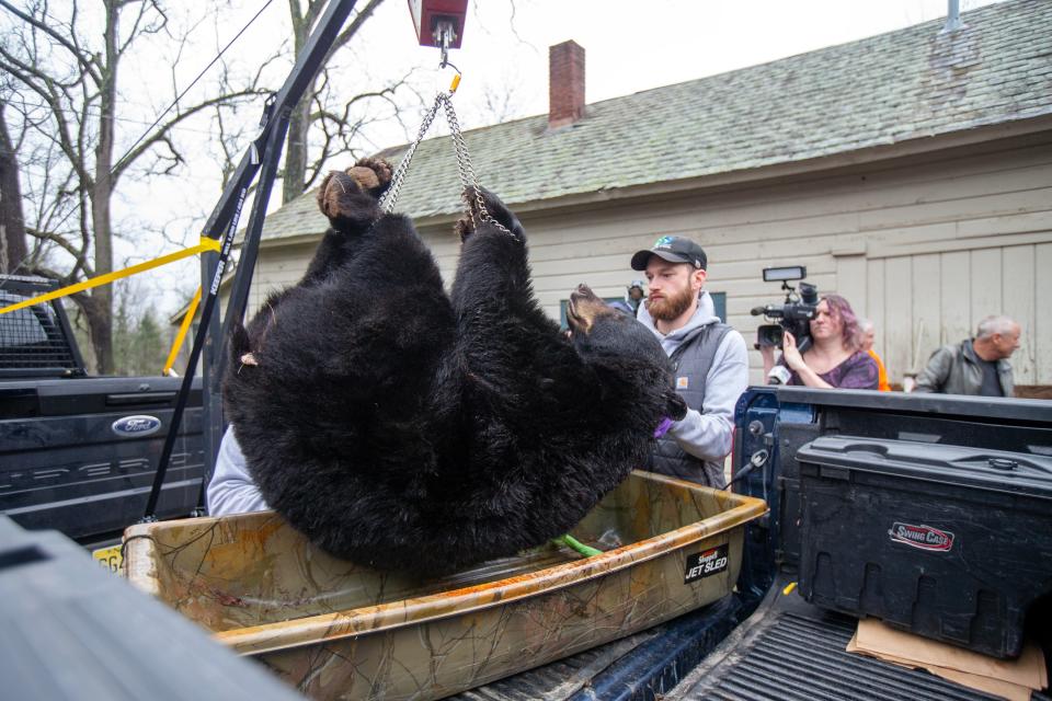 Biological information is gathered from a black bear from a hunter's truck during the New Jersey black bear hunt at the Whittingham Wildlife Management Area in Newton, NJ Wednesday, December 7, 2022. 