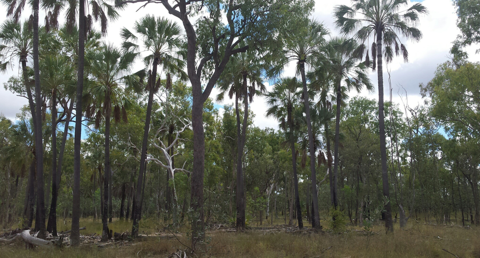 A field of waxy cabbage palms.