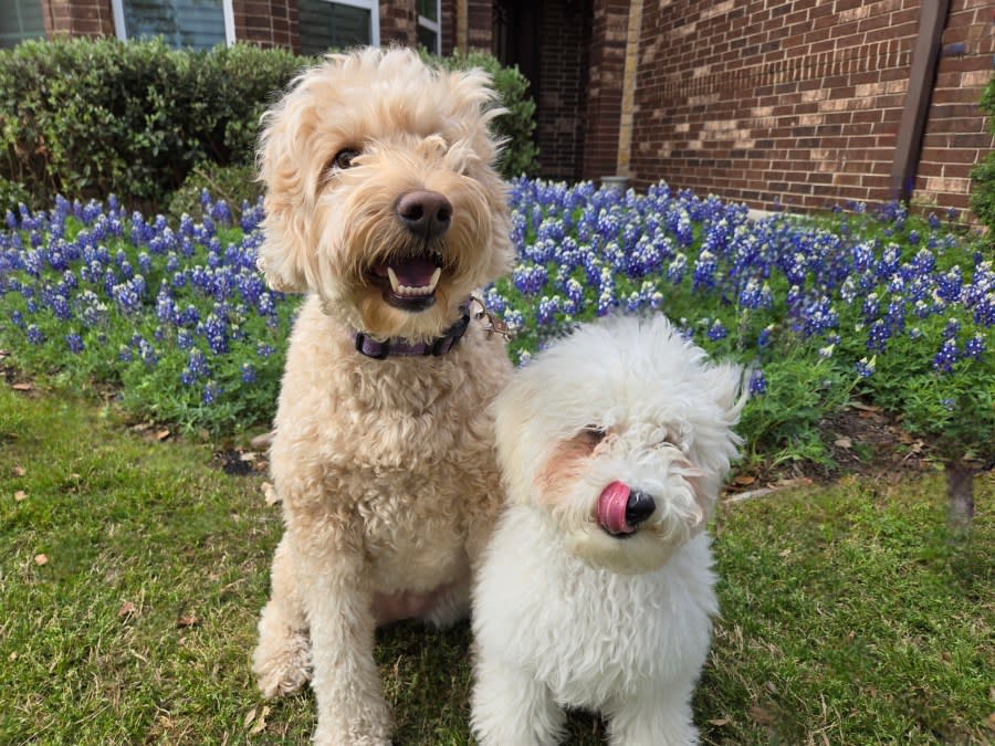 Chloe and Rusty enjoying the bluebonnets (Courtesy: Melodie Havlick)