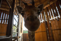 Fito, una jirafa de seis meses nacida en cautividad, se acerca a la cámara en su recinto del Zoo La Aurora, cerrado debido a las medidas para contener la expansión del nuevo coronavirus en Ciudad de Guatemala, el martes 31 de marzo de 2020. En plena crisis de sanidad, el parque ha tomado medidas de prevención por la salud de trabajadores y animales. Solo el 15% de la plantilla está trabajando, se les toma la temperatura al llegar y se utiliza con frecuencia desinfectante de manos. (AP Foto/Moisés Castillo)