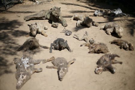 Stuffed animals, that died during the 2014 war, are on display at a zoo in Khan Younis in the southern Gaza Strip. REUTERS/Ibraheem Abu Mustafa