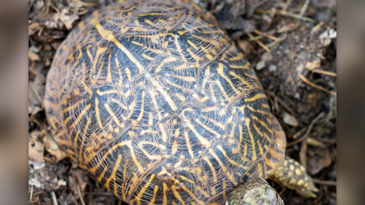  Pattern on the carapace or dorsal shell of an Ornate or Western Box Turtle, Terrapene ornata. 