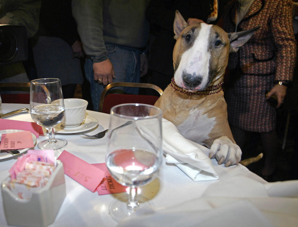 FILE - Unlikely top dog Rufus, a tan-and-white bull terrier and America's top dog after winning Best in Show in the Westminster Kennel Club show, stands over a table at Sardi's restaurant in New York, in this Wednesday, Feb. 15, 2006. (AP Photo/Shiho Fukada, File)