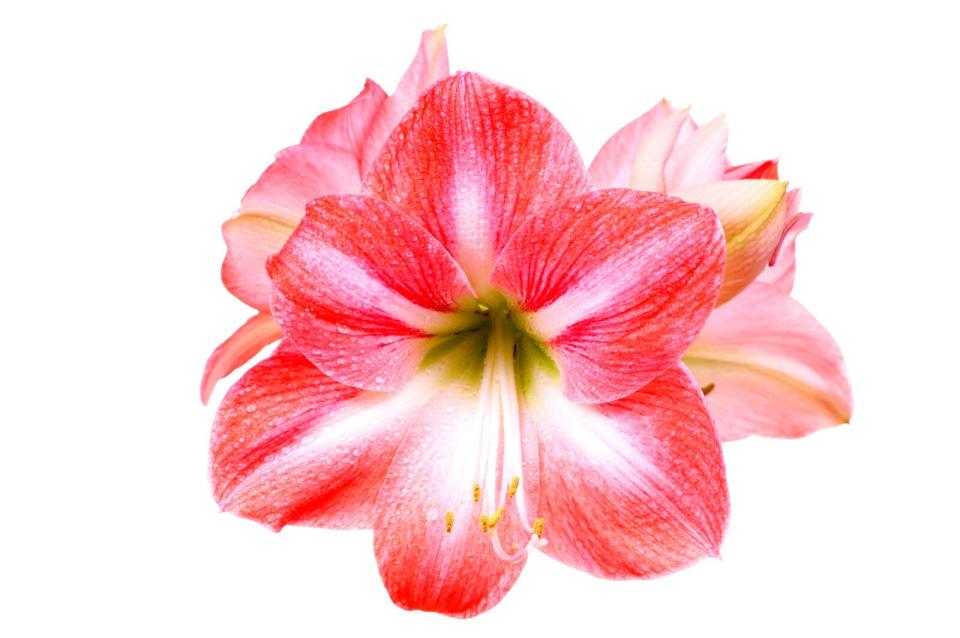 Amaryllis Flower Care Tips