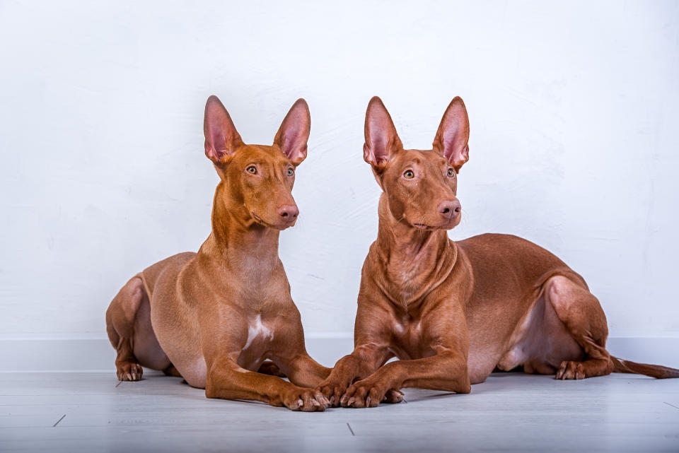 A pair of Pharoah hounds lying down