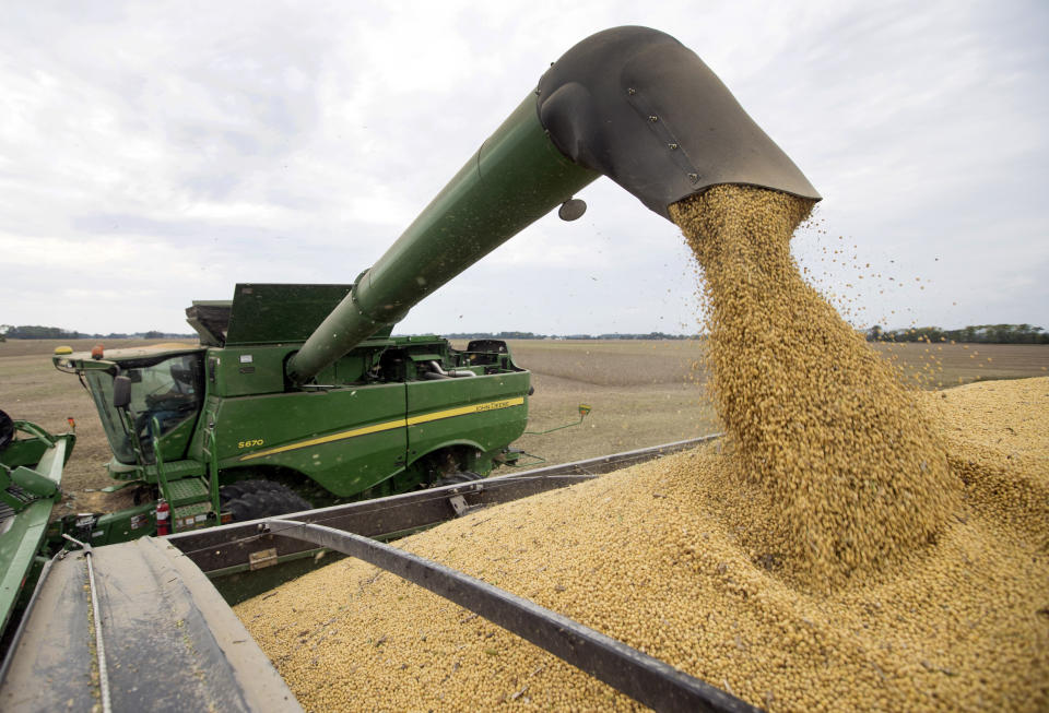 FILE - In this Sept. 21, 2018, file photo, Mike Starkey offloads soybeans from his combine as he harvests his crops in Brownsburg, Ind. For months, the U.S. economy has shrugged off the tariffs slapped by America and China on tens of billions of dollars of each other’s goods. In drawing up its list of targets, Beijing focused specifically on soybeans and other farm products in a direct shot at Trump supporters in the U.S.  (AP Photo/Michael Conroy, File)