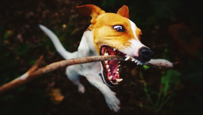 Lockjaw in Dogs: Symptoms, Causes, & Treatments