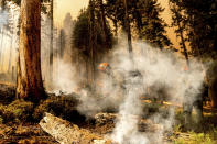 Firefighter Aidan Hart battles the Windy Fire as it burns in the Trail of 100 Giants grove of Sequoia National Forest, Calif., on Sunday, Sept. 19, 2021. (AP Photo/Noah Berger)