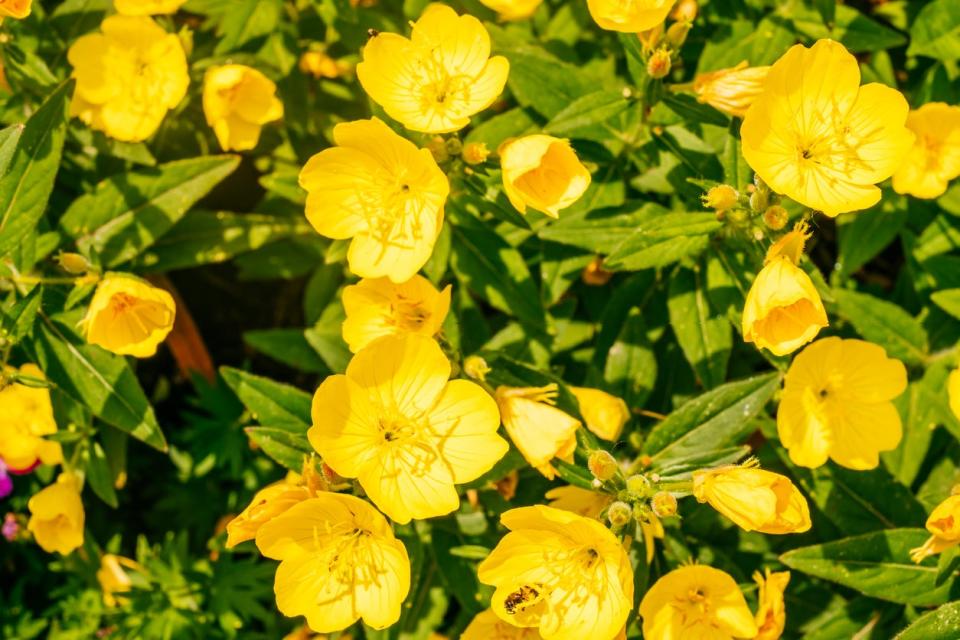 Yellow Common Evening Primrose (Oenothera biennis) flowers growing a patch. 