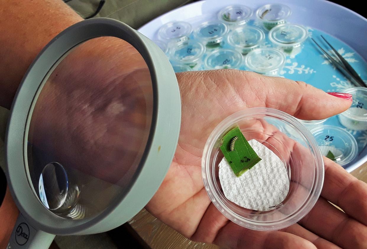 Monarch eggs attached to milkweed leaves are placed in these small plastic containers by Glenda Eubanks, then hatch into tiny caterpillars that eventually look like the one shown here. They are later transferred to a large net enclosure.