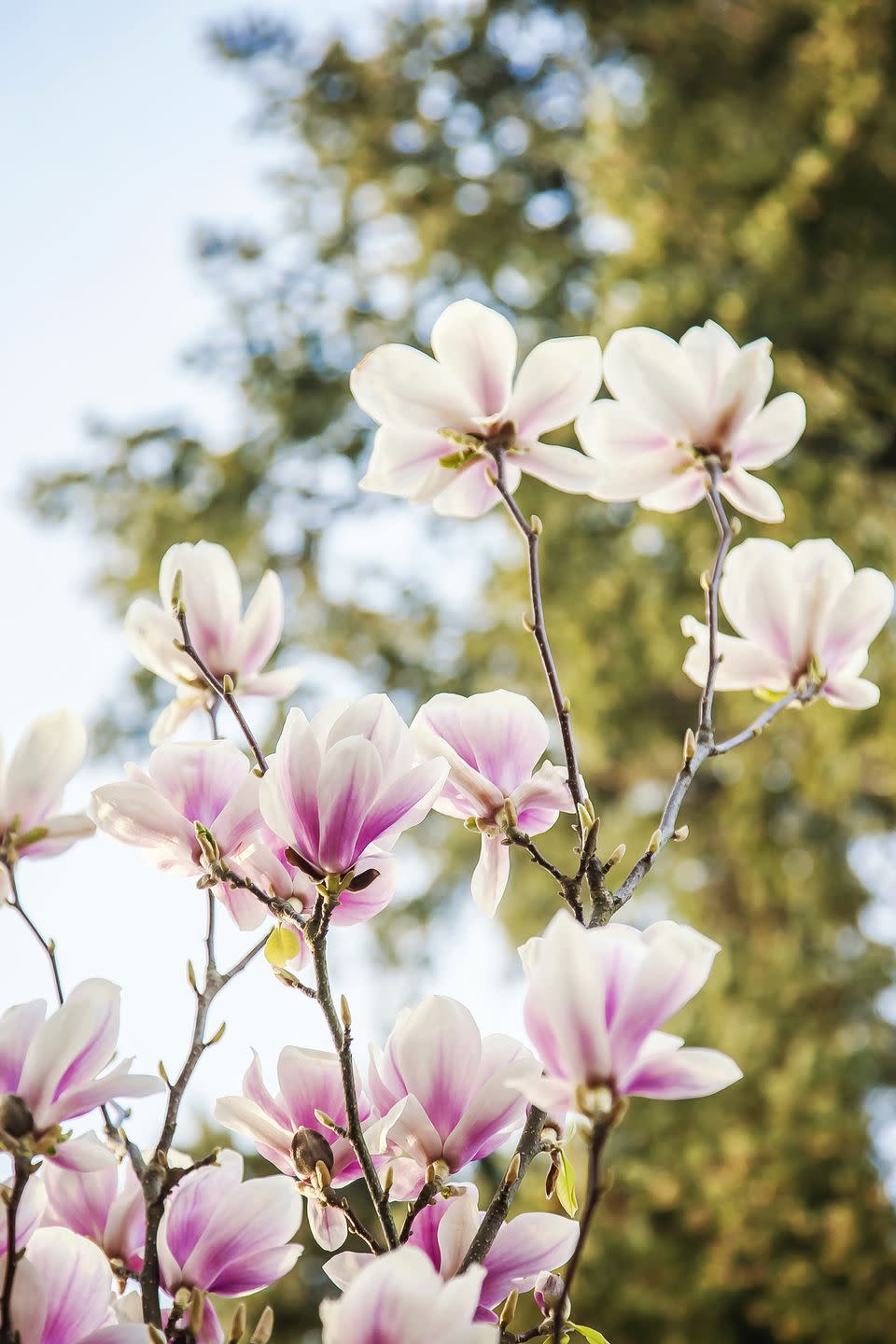 pink magnolia tree