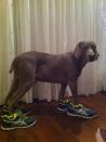 Lolo Jones' dog is all ready to go running with her.