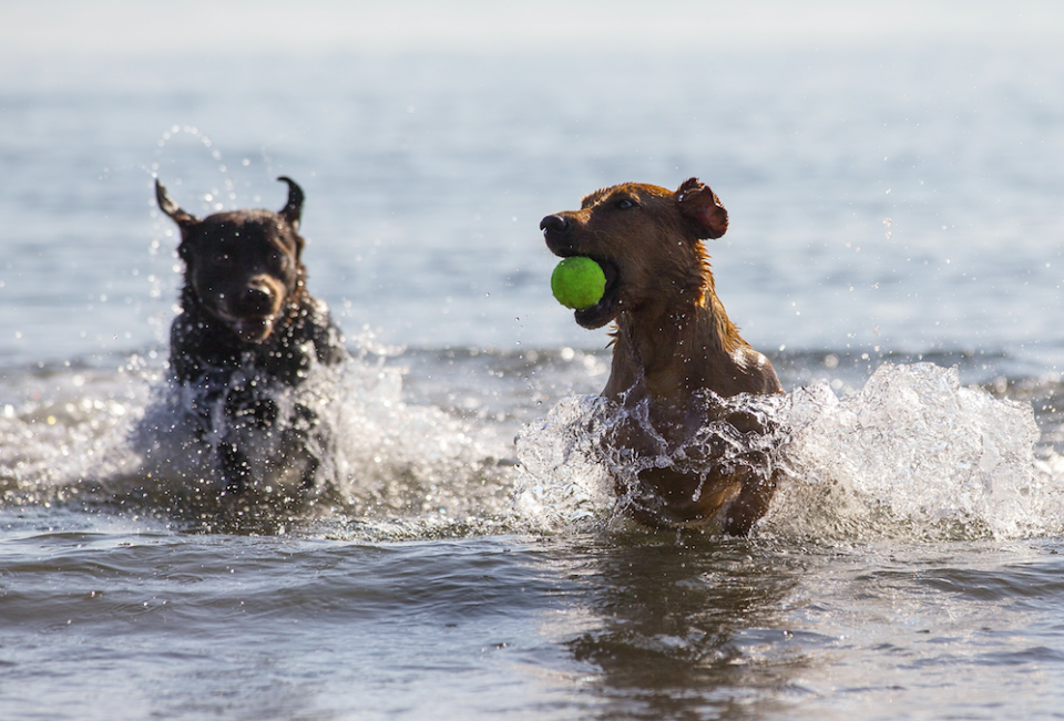 The hot weather can be dangerous for dogs (Picture: Rex)