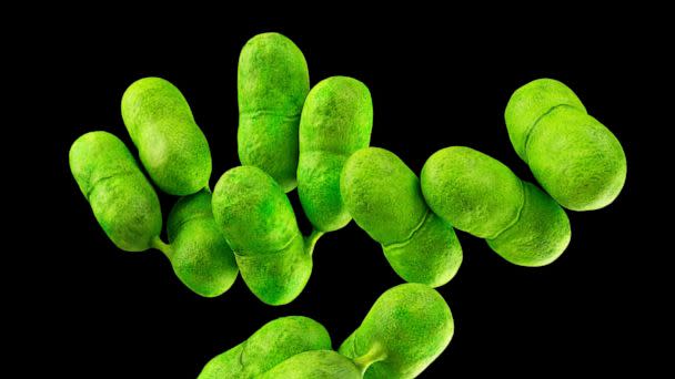 PHOTO: Listeria bacteria is seen here in this undated stock illustration. (STOCK PHOTO/Getty Images )