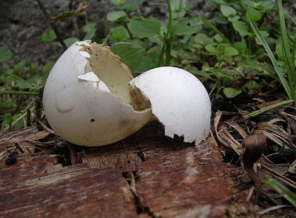 Verwerten Sie Ihren Biomüll sinnvoll: Eierschalen beispielsweise enthalten viel Kalk, der den Boden lockert und optimale Bedingungen zur Nährstoffaufnahme schafft. (Bild: Pinterest)