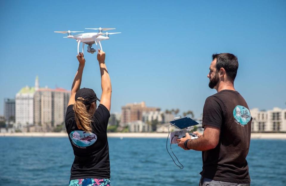 Patrick Rex launches a drone to survey for juvenile white sharks with the help of Emily Spurgeon as part of the CSU Long Beach’s Shark Lab’s research.