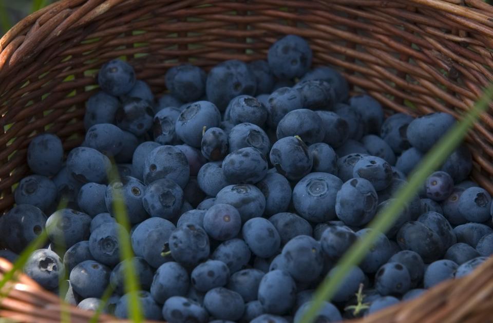 2007  -- Detail of basket of blueberries picked at Mood's Farm in Mullica Hill.