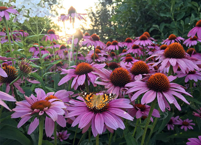 The 15 Best Flowers for a Cut Flower Garden - PureWow