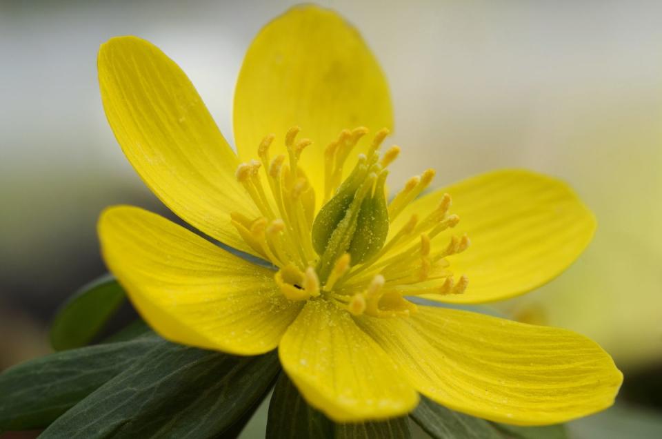 3) Winter Aconite