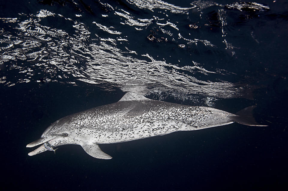 Atlantic spotted dolphin consumes small fish