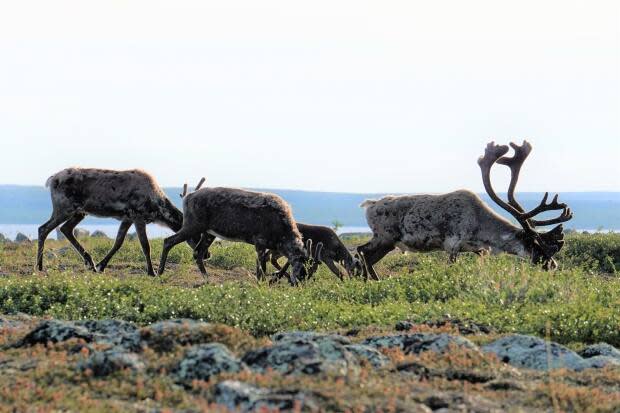 The Bathurst caribou herd has declined from 186,000 animals to just 8,200 animals over the last two decades.