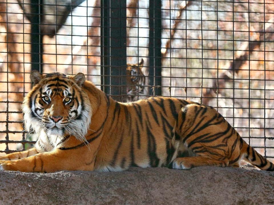 A beautiful spring morning at the Topeka Zoo in Kansas turned tragic when a male Sumatran tiger attacked a keeper, inflicting wounds that sent her to a hospital.Although keepers are never supposed to be in the same space as the tigers, they found themselves together in the outdoor habitat that morning for reasons under investigation."There's some sort of error that occurred here," said Brendan Wiley, the zoo's director, told a news conference. He confirmed that several visitors to the zoo had witnessed the attack.The employee is the zoo's primary tiger keeper and had worked there for years, according to Mr Wiley, who noted that part of her job is to clean and maintain the enclosure. He said that the keeper was in stable condition and that the zoo was reviewing its safety protocols.The zookeeper, whom Mr Wiley declined to name, citing her family's need for privacy, suffered "lacerations and punctures" to the back of the head, neck, back and arm. She was awake and alert when she was transported to a hospital.The attack occurred about 9:15 am and the zoo's safety protocols immediately went into effect, Mr Wiley said. A radio call alerted the staff that there was an emergency, and the zoo called 911. Nearby staff members responded to the scene to secure the tigers, and an official made the decision to temporarily close the zoo. A firearms response team also was dispatched to the tiger exhibit, but zookeepers had successfully lured the tiger away by the time it arrived."Some of our staff witnessed some things that you hope you go through a career without witnessing," Mr Wiley said.The zoo has two adult Sumatran tigers: Jingga, a female, and Sanjiv, who was brought to the zoo in August 2017. Shanna Simpson, animal care supervisor, told the Topeka Capital-Journal then that Sanjiv "is the sweetest cat I have ever met."In October, Jingga gave birth to four cubs - three males and one female.The Topeka Zoo allowed Jingga and her cubs back into their enclosures Saturday afternoon, but Sanjiv would remain in holding overnight, Mr Wiley said.City spokeswoman Molly Hadfield said in an email that "nothing will happen to the tiger; he is a wild animal and was acting on instinct."Sanjiv is too valuable to conservation efforts to euthanise. Sumatran tigers are critically endangered, and only about 400 remain in the wild, according to the World Wildlife Fund. They are native to Indonesia, where deforestation, human encroachment and poaching have whittled their numbers to the brink of extinction.Some zoos participate in Sumatran tiger conservation programs designed to save the species, but these efforts are not always successful. In February, a male tiger brought to the London Zoo to mate attacked and killed its prospective female partner.The Washington Post