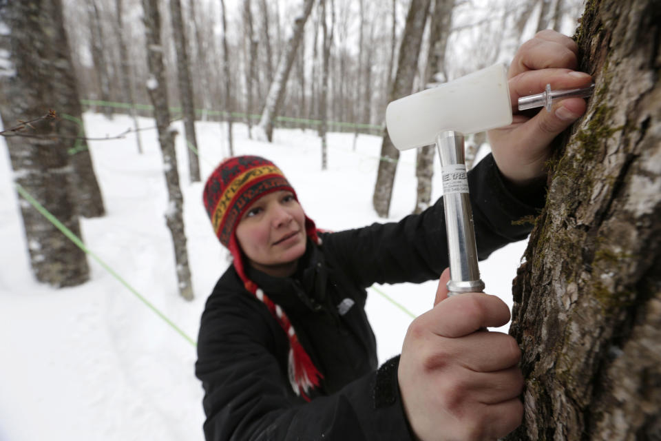 In this photo made Friday, March 21, 2014, Leah Moffitt pounds a tap into a maple tree on land owned by the Passamaquoddy tribe near Jackman, Maine. Operating this season with 2,500 taps, the tribe plans to expand over the next three years to 60,000 in the hopes of bringing hope and stability to a tribe with soaring joblessness and poverty. (AP Photo/Robert F. Bukaty)