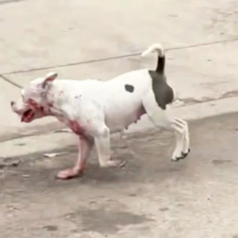 A dog that was involved in a deadly dog attack in San Antonio, last year. (Courtesy WOAI/KABB)