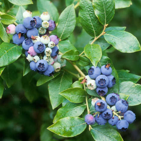 Blueberries to add to muffins