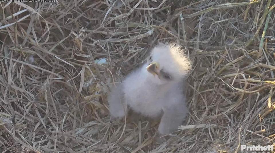 E23 is seen on livestream cameras days after hatching on Sunday, Dec. 31, 2023.